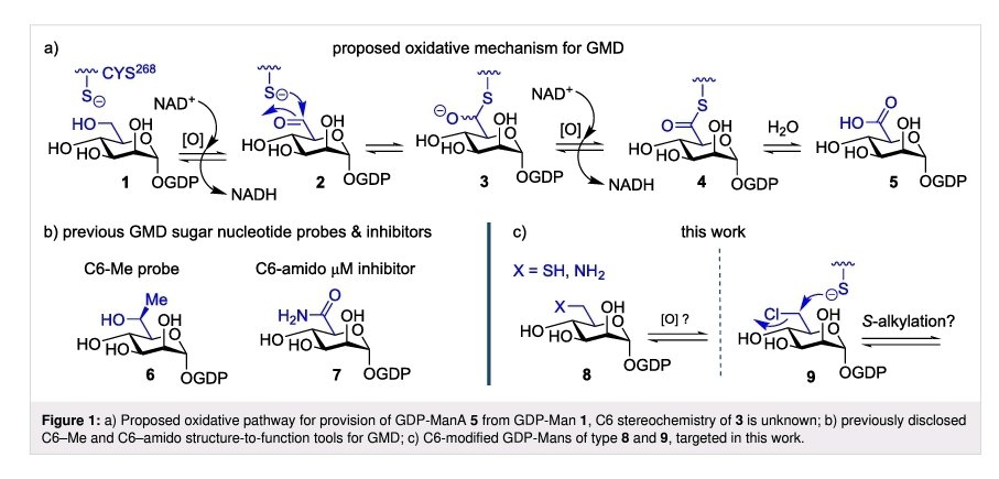 Ashraf Saad, bridging Glycobiology and Oncology! tweet media
