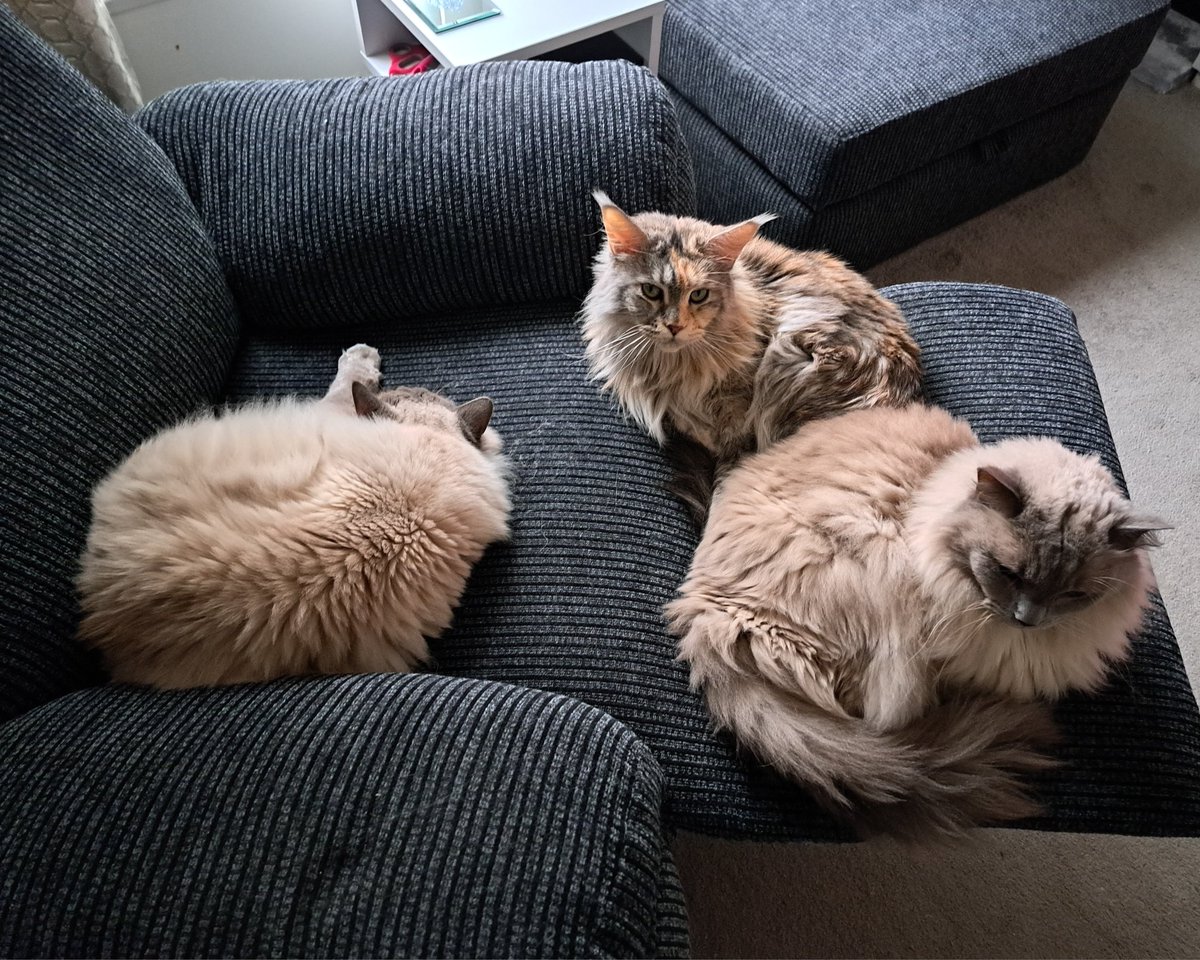 CoonWillow's tweet photo. 3 for the price of 1 today 🐾💜 #CatsOfTwitter https://t.co/yMcT8k57bn