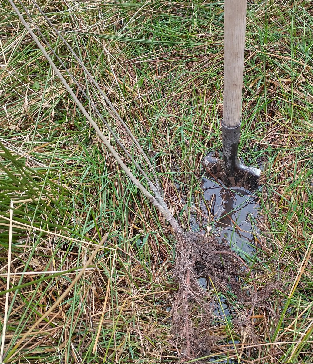 TeeGrowingWild's tweet photo. Is this ground wet enough for white willow, do you think?! π #trees #plantfornature #Mayo #NeedWaders #WetSocks https://t.co/Ak2cFzp8LF