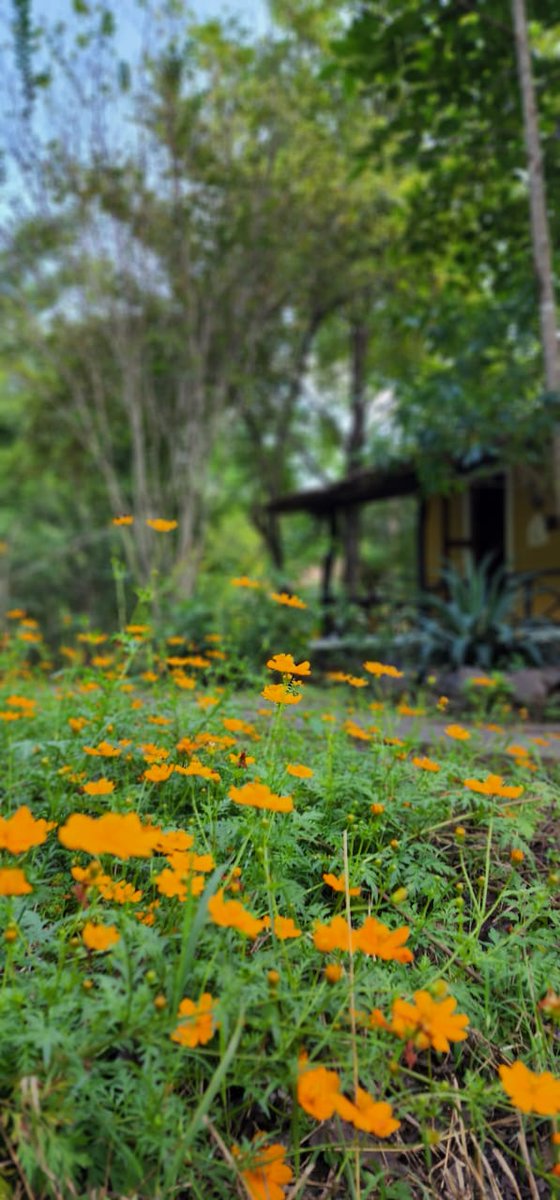 Tigergarh Wildlife Resort filled with beautiful Cosmos flowers.. Peaceful  retreat with natural ambience