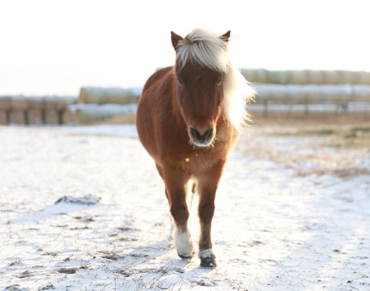 I dare you to approach today with all the glamour and sass of a 10HH mini pony! You can tell Snoopy he’s too little, but he won’t listen.