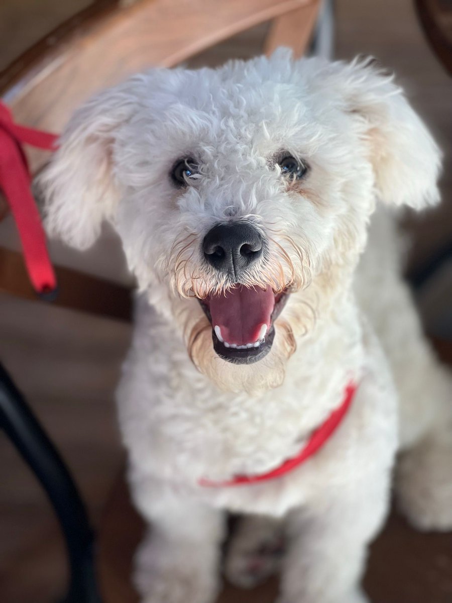 Pepe 13 aylık erkek bir maltipoo, hareketli, oyuncu. Kısırlaştırması yapıldı, aşıları tam, sağlığı yerinde. Onun hala bir çocuk olduğunun bilincinde, evde tek köpek olması lazım, kedilerle anlaşamıyor.  Kadıköy,  

İletişim: Instagram <a href="/patiarkadas/">Pati Arkadaş</a>