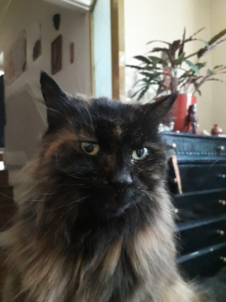 Mum just said I look like a boy today. What IS she talking about? #crazycatlady #disrespectful <a href="/frisky9/">Frisky Le Rouge</a> @lena_valentin_ <a href="/The_Bollies/">The Bollies</a> <a href="/AngelaStillwell/">Tiggy🌈, Pippin and Merry 🐈‍⬛ 🐈‍⬛</a> <a href="/Dollythercat/">Dolly 🇺🇦🌻🕊🌻🇺🇦</a> <a href="/duchess_meow/">Duchess 👑😹</a>