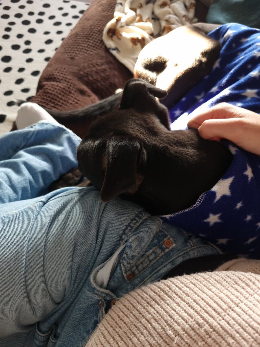 today for the first time since we adopted him tayto came and cuddled me and my heart can't take it 😩