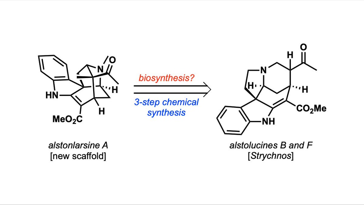 Vanderwal Lab (@thevanderwallab) on Twitter photo You know that feeling when you see a proposed biosynthesis that makes you feel a little uneasy? We're right there with you. Our investigation tackling the biogenesis of alstonlarsine A is out now in <a href="/angew_chem/">Angewandte Chemie</a> - congratulations Griffin and Allen!
onlinelibrary.wiley.com/doi/10.1002/an… You know that feeling when you see a proposed biosynthesis that makes you feel a little uneasy? We're right there with you. Our investigation tackling the biogenesis of alstonlarsine A is out now in <a href="/angew_chem/">Angewandte Chemie</a> - congratulations Griffin and Allen!
onlinelibrary.wiley.com/doi/10.1002/an…