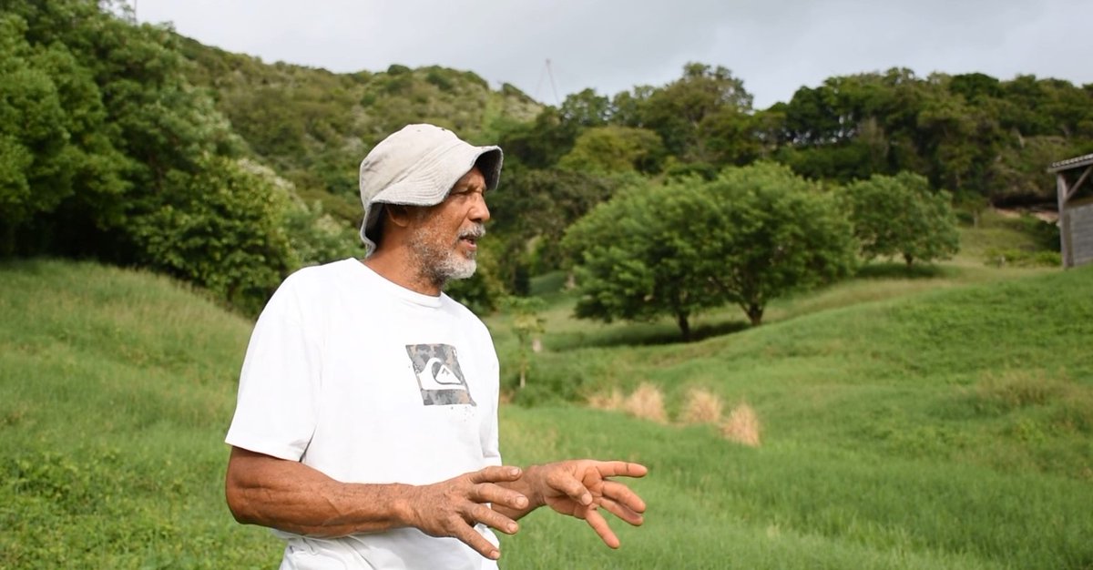 CapProteines's tweet image. #CapProtéines, c'est aussi dans les DOM avec deux exemples d'éleveurs martiniquais🏝️🐑🐂

🎞️ Un élevage #ovin sur une prairie adaptée sur vimeo.com/776911907

🎞️ Un élevage #bovin avec des prairies riches en #légumineuses sur vimeo.com/776917754