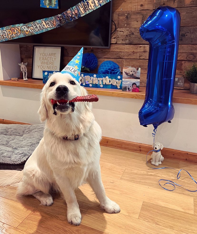 HAPPY 1st BIRTHDAY FONZIE!
💛🎂🦴🎂💛

12 months of golden awesomeness right here and the best boy we could have asked for… most of the time! 🤪
Party on dude… 🎉

#fonzie #one #bestboy #birthdayboy #goldenretriever #dogsoftwitter #thefonz #loveya💛 x