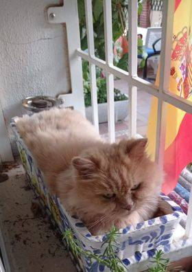aytocabanillas's tweet photo. SE BUSCA A LILY
Esta preciosa gata persa anaranjada ha desaparecido de su casa, en c/ Miguel de Cervantes (barrio del Mirador).
Su familia la busca, y solicita colaboración vecinal.
Si alguien la ve, se ruega avise al 675088658.
Se agradece difusión. https://t.co/llbNagXamN