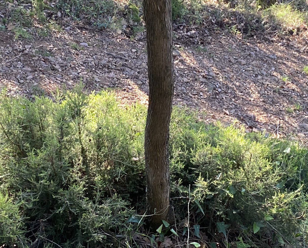 cargol_poater's tweet photo. El bruc també pot ser arbre. 🌳 #CanPi #Gavarres https://t.co/851nJjxpL8