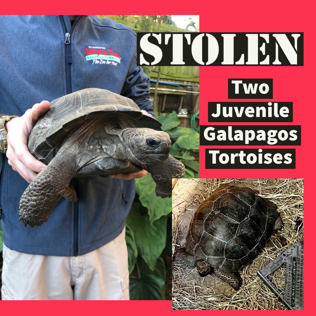 StAugAlligatorFarm tweet media