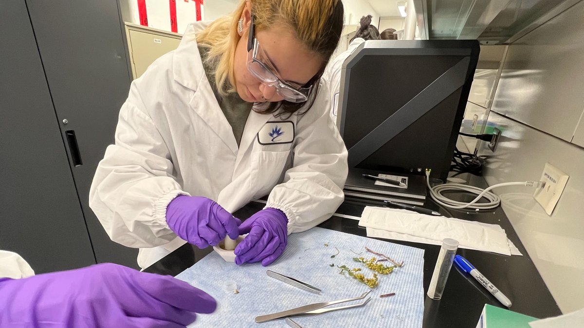 Sask. First Nation high school students learn about bison, combining traditional knowledge with scientific analysis cbc.ca/news/indigenou…