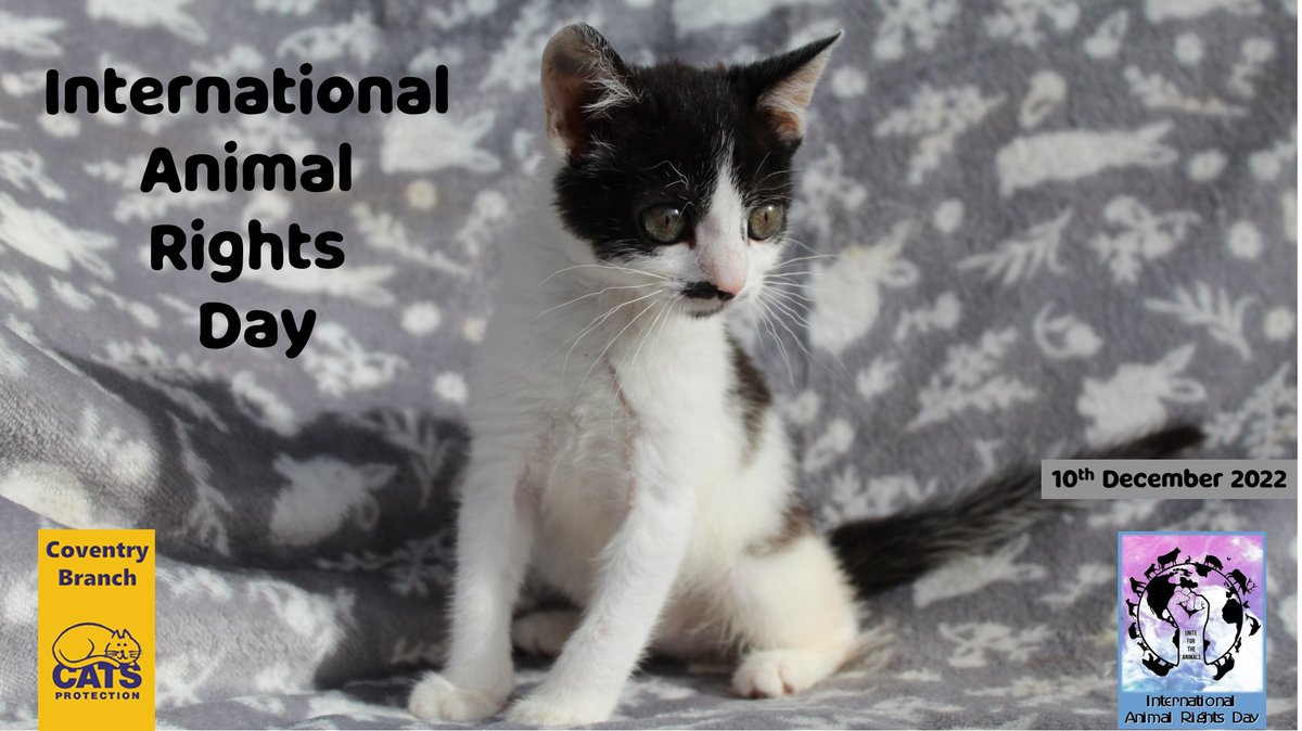 International Animal Rights Day
Learn about the ways you are obliged to care for your cat - and how the Animal Welfare Act relates to cats and the law.
https://t.co/6ZCIaOxMH6 https://t.co/vwXfmuhP7S