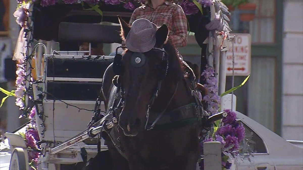 News4SA's tweet photo. Do you think horse-drawn carriages should be banned from the streets of downtown?

Members of San Antonio City Council are actively working to eliminate them: https://t.co/TDKItywLDf https://t.co/im9NMBAU43