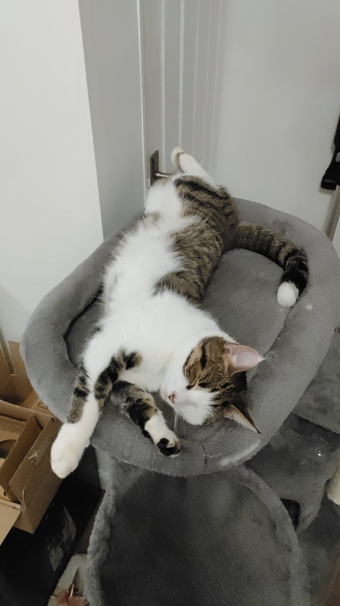 Dr Ekaterina (Kat) Aristovich 💙 tweet media