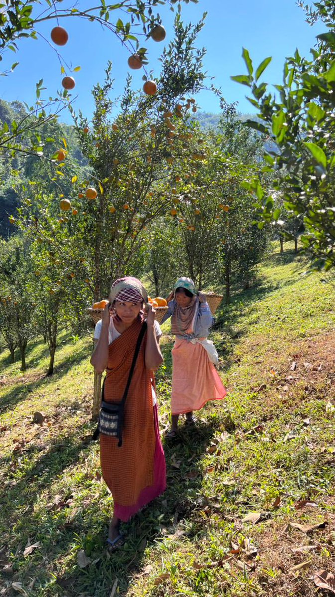 SangmaConrad's tweet photo. The GI of Meghalaya- Khasi Mandarin is set to go global!

Trial shipments of Khasi Mandarin sent to Dubai by the Department of Horticulture, GoM under #MOVCDNER scheme in collaboration with @APEDADOC from Jirang FPC. 

More power to our farmers!
@narendramodi @nstomar @AgriGoI https://t.co/WxrDlUb8Lm