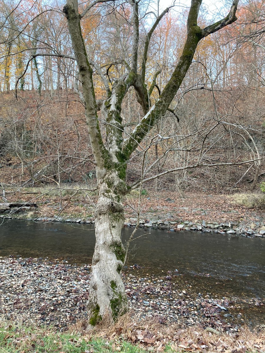 BooksellerX's tweet photo. The Beseeching Tree https://t.co/akrihgJz9H