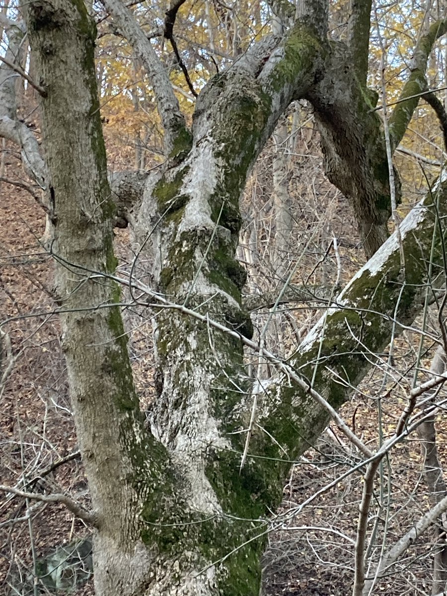 BooksellerX's tweet photo. The Beseeching Tree https://t.co/akrihgJz9H