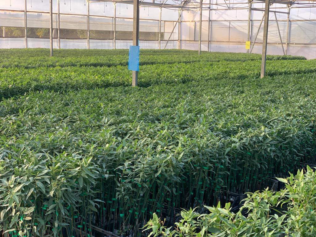 Agromillora_'s tweet photo. 🗣️ 300.000 plantas de almendro #Smarttree® en @_elviverodeabel, listas para formar parte de numerosas plantaciones de #almendroenseto de toda España.
🥳🥳 Gran trabajo y excelente planta. ⬇️
#Agromillora https://t.co/O9ai1B3zMQ