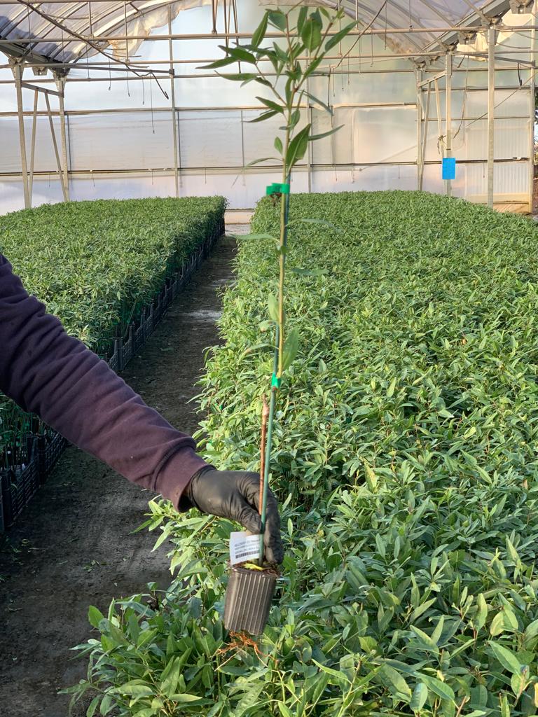 Agromillora_'s tweet photo. 🗣️ 300.000 plantas de almendro #Smarttree® en @_elviverodeabel, listas para formar parte de numerosas plantaciones de #almendroenseto de toda España.
🥳🥳 Gran trabajo y excelente planta. ⬇️
#Agromillora https://t.co/O9ai1B3zMQ