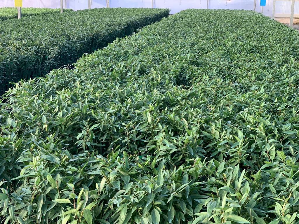 Agromillora_'s tweet photo. 🗣️ 300.000 plantas de almendro #Smarttree® en @_elviverodeabel, listas para formar parte de numerosas plantaciones de #almendroenseto de toda España.
🥳🥳 Gran trabajo y excelente planta. ⬇️
#Agromillora https://t.co/O9ai1B3zMQ