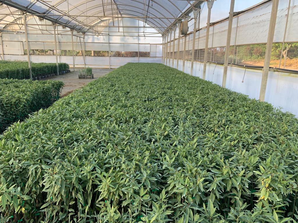 Agromillora_'s tweet photo. 🗣️ 300.000 plantas de almendro #Smarttree® en @_elviverodeabel, listas para formar parte de numerosas plantaciones de #almendroenseto de toda España.
🥳🥳 Gran trabajo y excelente planta. ⬇️
#Agromillora https://t.co/O9ai1B3zMQ