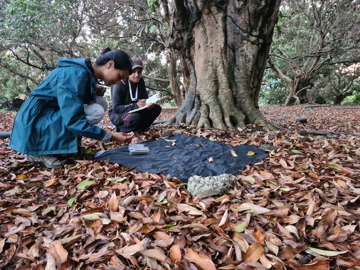 NatureYetu tweet media