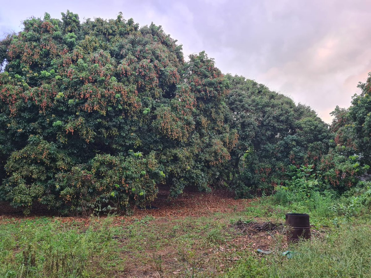 NatureYetu tweet media