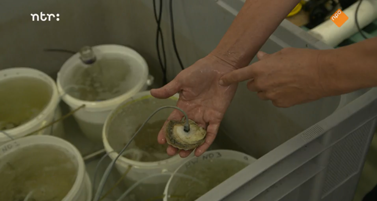 WURmarine's tweet photo. Om de platte #oester te herintroduceren tot de #Noordzee, doet Pauline Kamermans onderzoek naar stress bij oesters. Ze vertelde over dit #onderzoek bij #atlastv👉https://t.co/rCe93gF9SR https://t.co/F9TARjRHrx