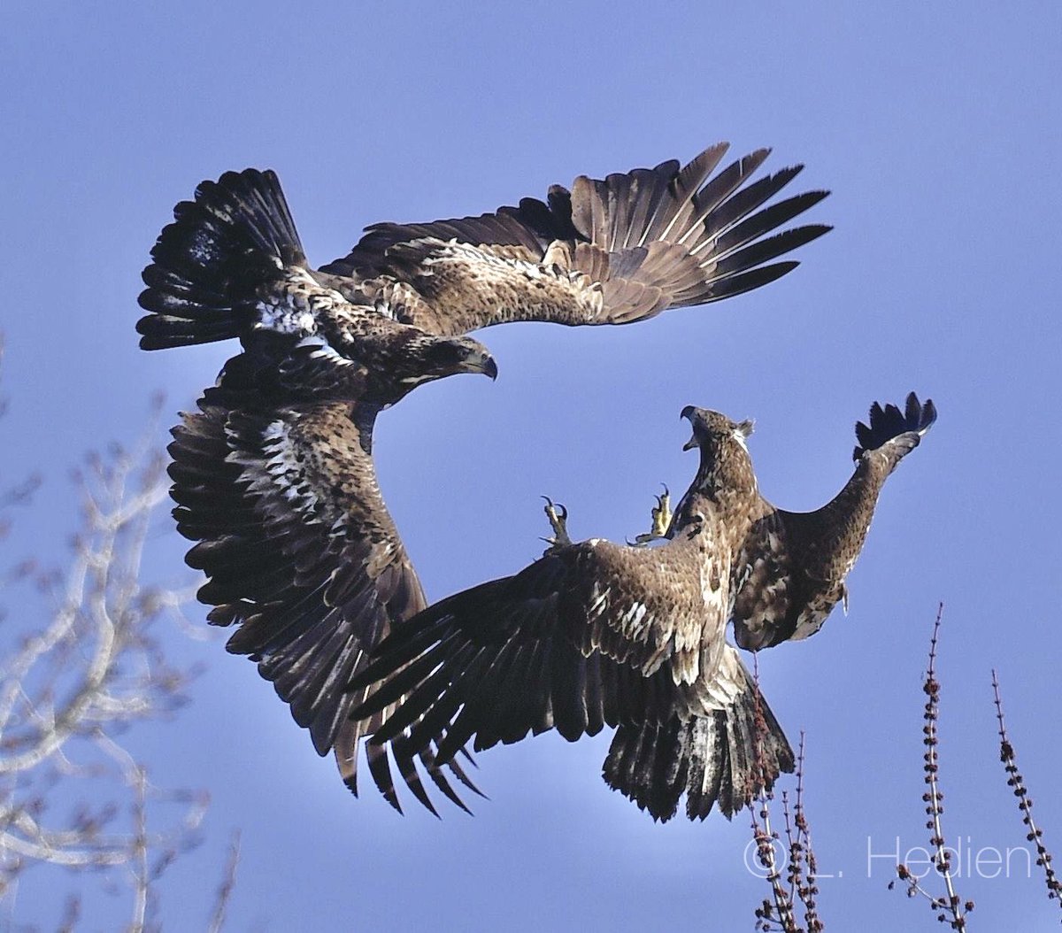 Two juvenile #baldeagle 🦅 in aerial combat! #mississippiriver #illinois #eagle #wildlife #raptor #wildlifephotography #naturephotography #photography #thephotohour #patriotism #birdphotography #zcreators #nikonusa #natgeo #natgeoyourshot #banleadshot #wildlifepic_ #nikonoutdoors