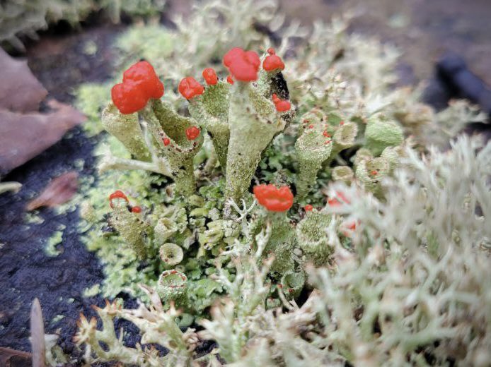 I love how this moss’ flowers look perfect for the holidays on this first day of December. Have you ever seen miss flower? #mossflower #ontarionature