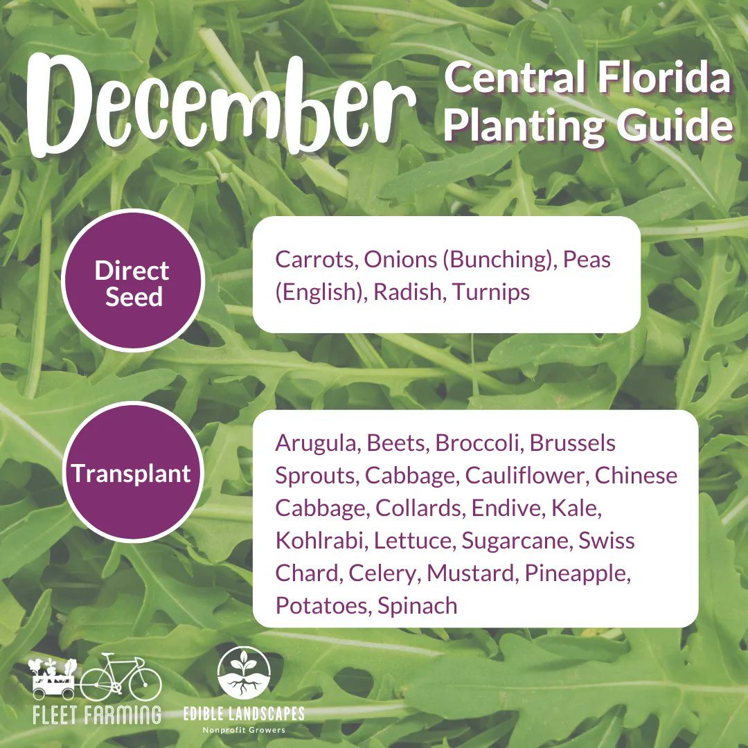 fleetfarming's tweet image. We&apos;re just a bunch arugula folks telling you to GROW YOUR OWN FOOD in this beautiful, abundant #Floridalandscape! 🌿🥕😎

#growingguide #nonprofit #growyouownfood #growfoodnotlawns #growthmindset