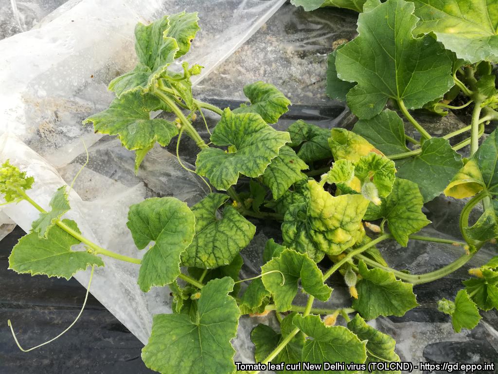THREAD 👇Worrying news from 🇫🇷, as official #PlantProtection services have reported the resurgence of the devastating #ToLCNDV🦠. The whitefly-transmitted #PlantVirus was detected in Sep 2022 in🍈🥒crops in the Bouches-du-Rhône department in 4 sites in open #fields & #greenhouses