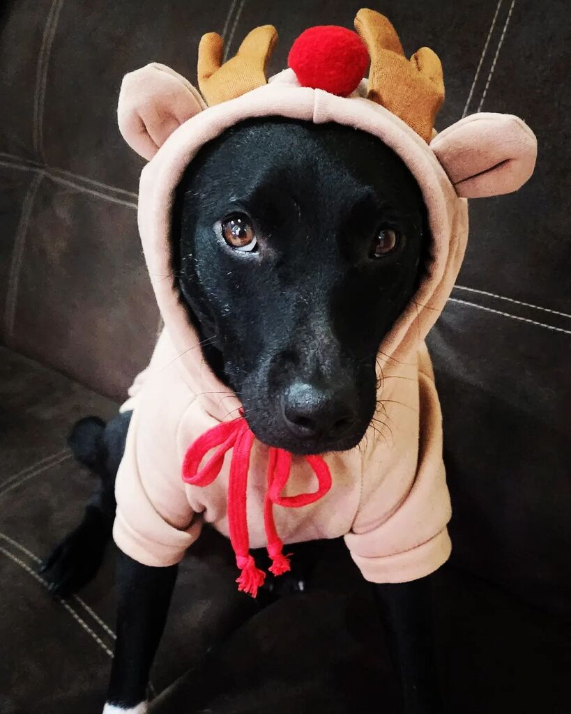 Hellooo, now I'm Rudolph the red nosed reindeer 🦌🔴

#dogslife #dogstagram #dogtrend #dogtrend #dogsofinstagram #dogphotography #doglovers #dogoftheday #doggo #dogsofinsta #doggie #doglover #dogcostume #dogfollowers #dog #dogchristmas instagr.am/p/CloQI8qOxbU/