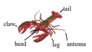 IanYorston's tweet image. So if you have a background in Engineering and know a bit about Coding, Electronics and Design …
… well, the world is your Lobster
Note: Antenna. It’s a sensor-process-actuator system. How hard can this be?
#SphericalCow #PhysicsTeaching
