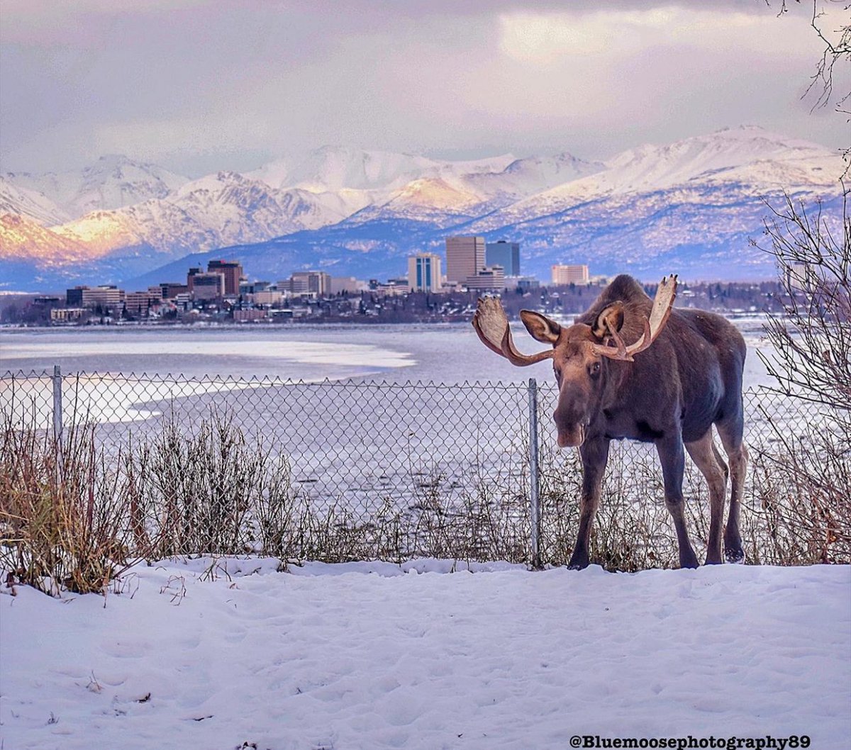 Alaska.org tweet media