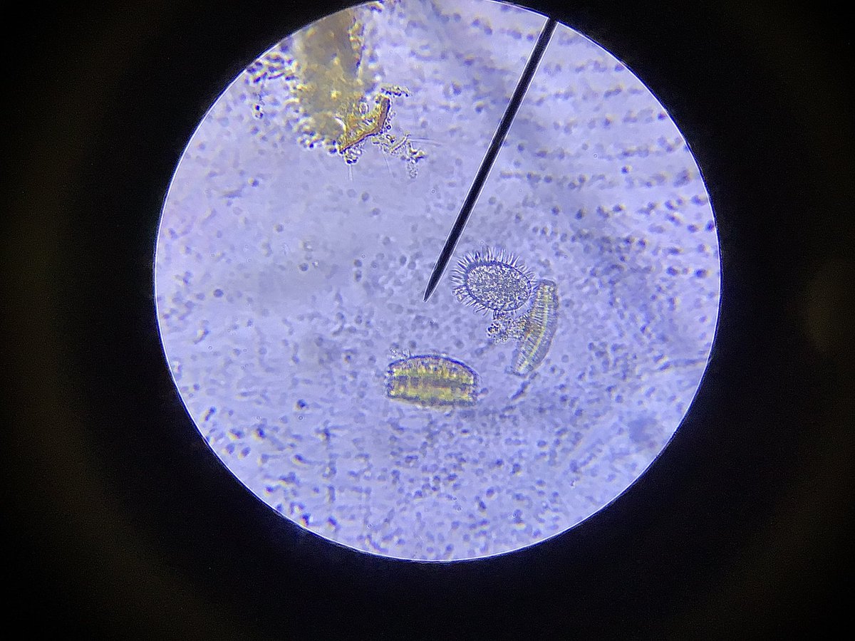 StormMrC's tweet photo. I held open microscope lab time for a flex time choice today. It filled up with kids who just wanted to learn more. https://t.co/oJ7mhCdnF3