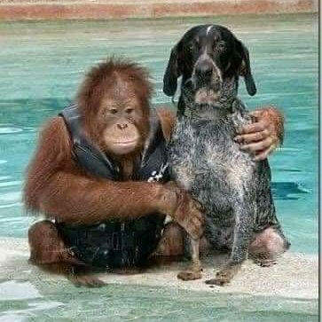 CavenderRhonda's tweet photo. Best friends! If they can overcome differences, why can't we humans? So precious! ❤️ https://t.co/nhiOozCymi