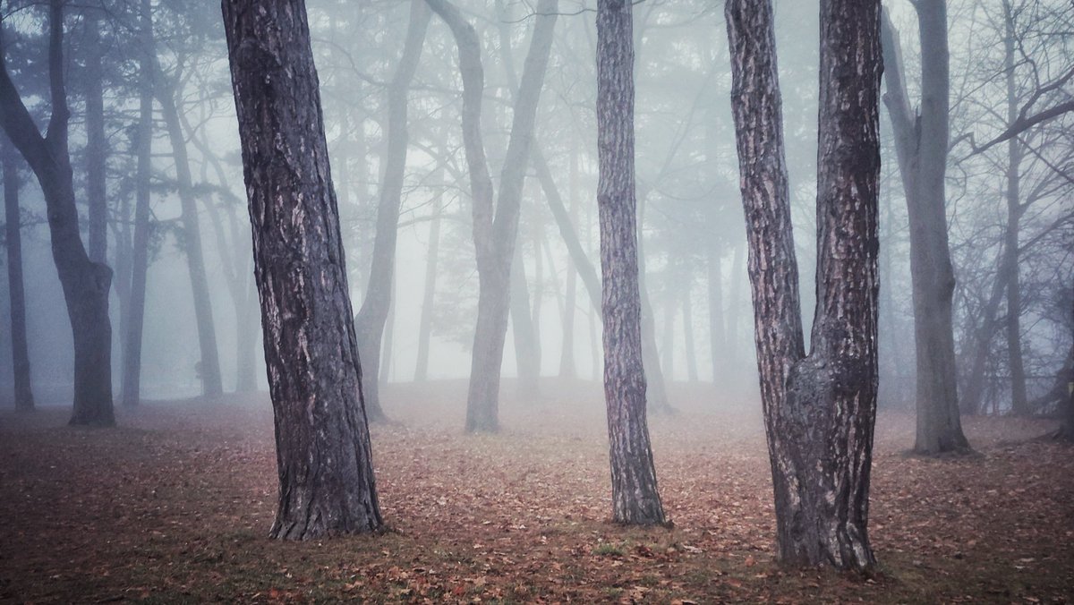 I_know_what_I_know tweet media