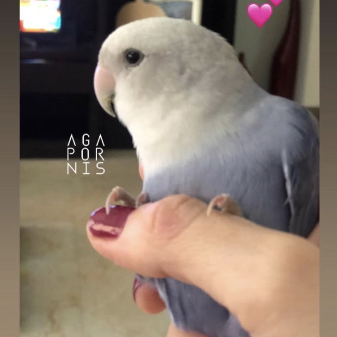 carocarol21's tweet photo. Su nombre es Perla, se busca por la zona de los samanes, Santa Inés y la tahona. Salió a volar ayer y no volvió, su familia está muy triste! Se ofrece recompensa! #LosSamanes #Caracas #Argaponis #SeBusca #SantaInes #LaTahona https://t.co/MoDQQEFR72