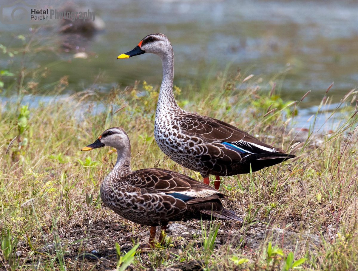 HetalParekh13's tweet photo. Indian Spot-billed Duck
Anas poecilorhyncha
#dailypic #TwitterNatureCommunity #NaturePhotography #BirdsSeenIn2022 #BBCWildlifePOTD #IndiAves #ThePhotoHour #nikonphotography @birdsoftheworld @IndiAves @BirdLife_News @Team_eBird @BirdWatchDaily @SanctuaryAsia @SaevusWildlife https://t.co/Y69o8Iz4V9