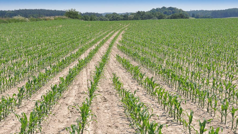 Have you started thinking about Maize Seed 🌽🌽 ? <a href="/Farmdealsag/">Farmdeals.ag</a> now has many varieties available.

Sign in or up today at farmdeals.ag &amp; see what else we have on the shelves 🤝📈😊

P.S. It's free to join so why wouldn't you ?