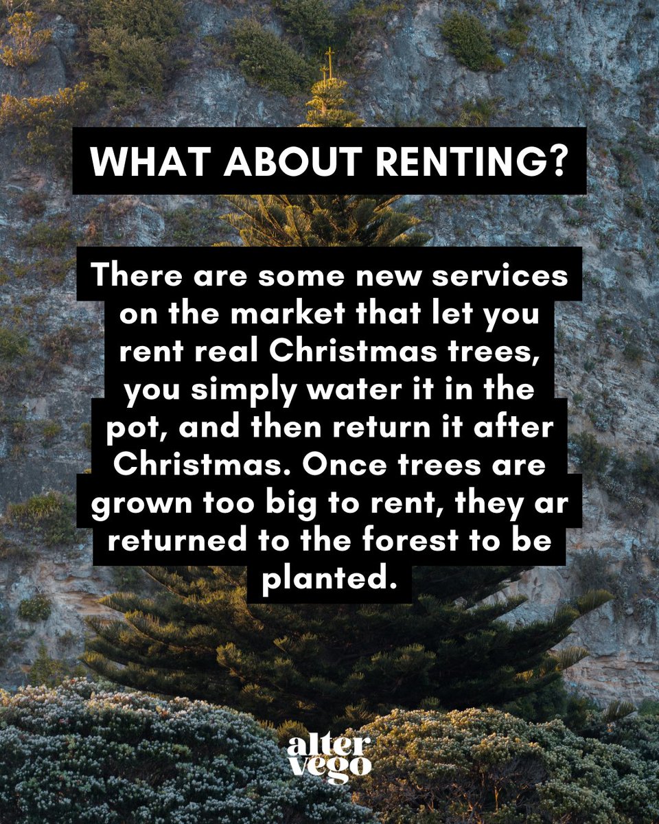 Lots of people will be looking to get their Christmas trees... but have you ever thought about renting one?

#ecofriendlychristmas #christmastrees #ecochristmastree #sustainabletree #ecofriendlygifts #sustainablegiftideas #ecobusiness #ecoproducts #sustainableproducts