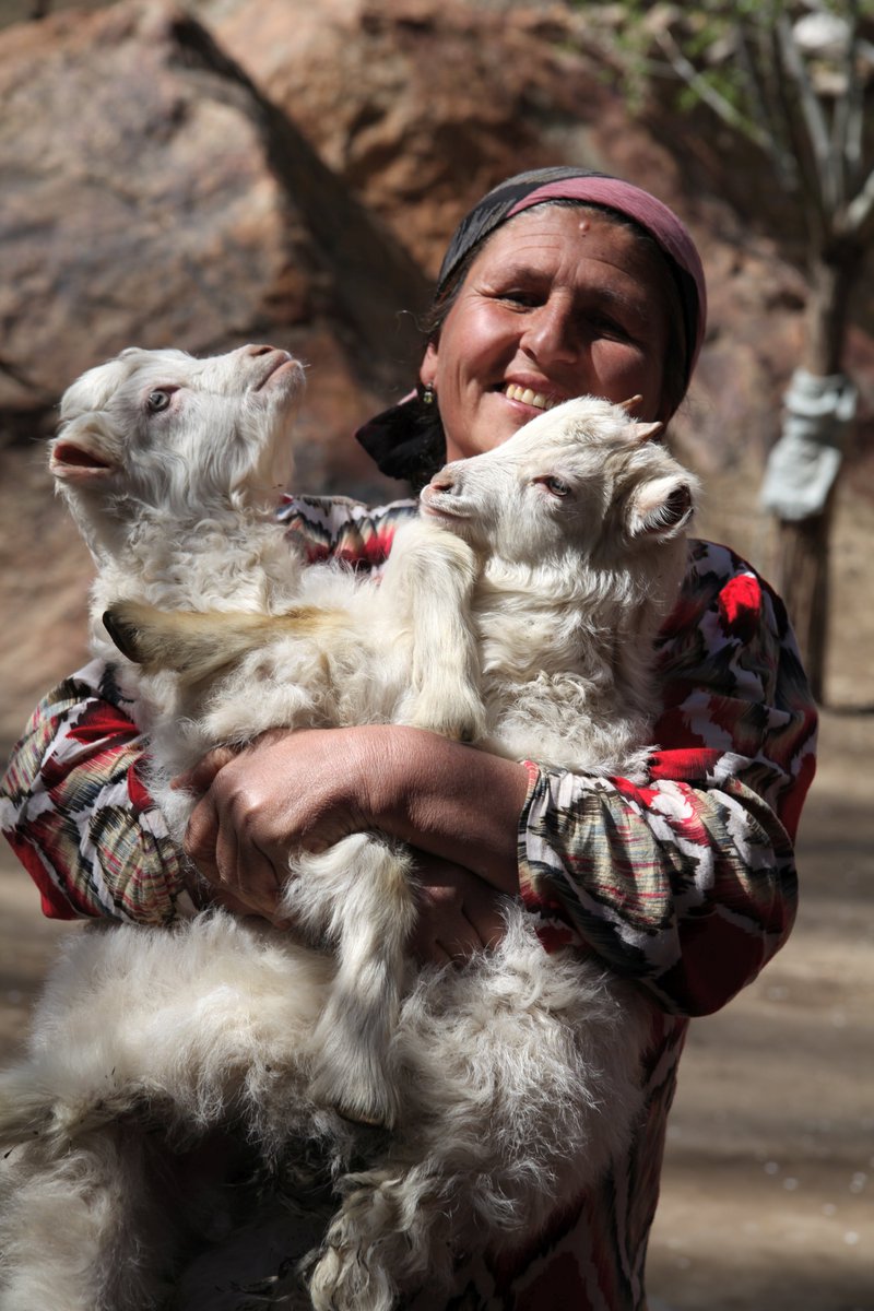 Starting December with a joyous photo and a reminder that the book only costs £10- a perfect Christmas gift. Profits to the Karl Linklater fund-a great book and cause! Thanks to Antonio Rota &amp; Liba Brent for the wonderful contribution, find it on p41. @Sheepvetsoc @Moreduncomms