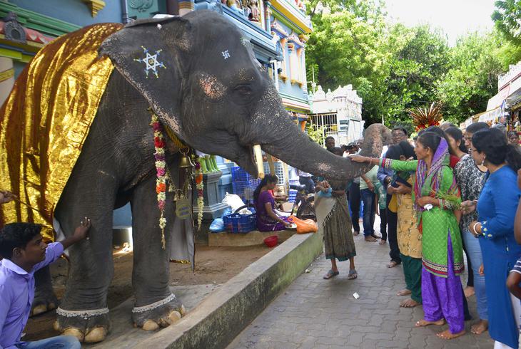 the_hindu's tweet photo. In Pictures | On November 30, #Puducherry bid farwell to the temple elephant Lakshmi who had developed a celebrity status over the years. Read more here: https://t.co/aSKzNgUTGp https://t.co/FCbFim0aCG