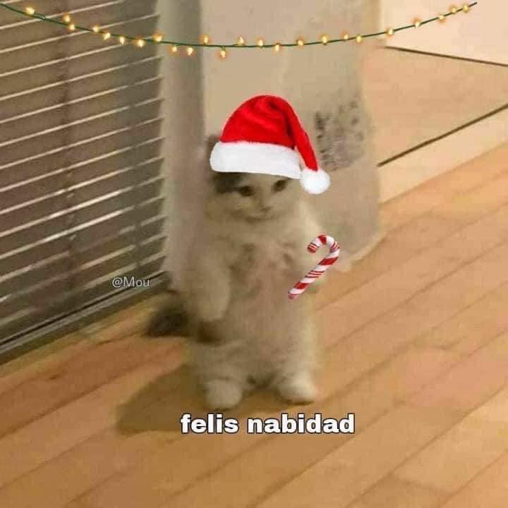 aedain's tweet photo. Oficialmente 😌

Ya pueden llegar a sus oficinas y trabajos con gorrito de navidad.  ❤️🔥

#EdadMañanera #SeleccionMexicana https://t.co/sPRqMMwU6B