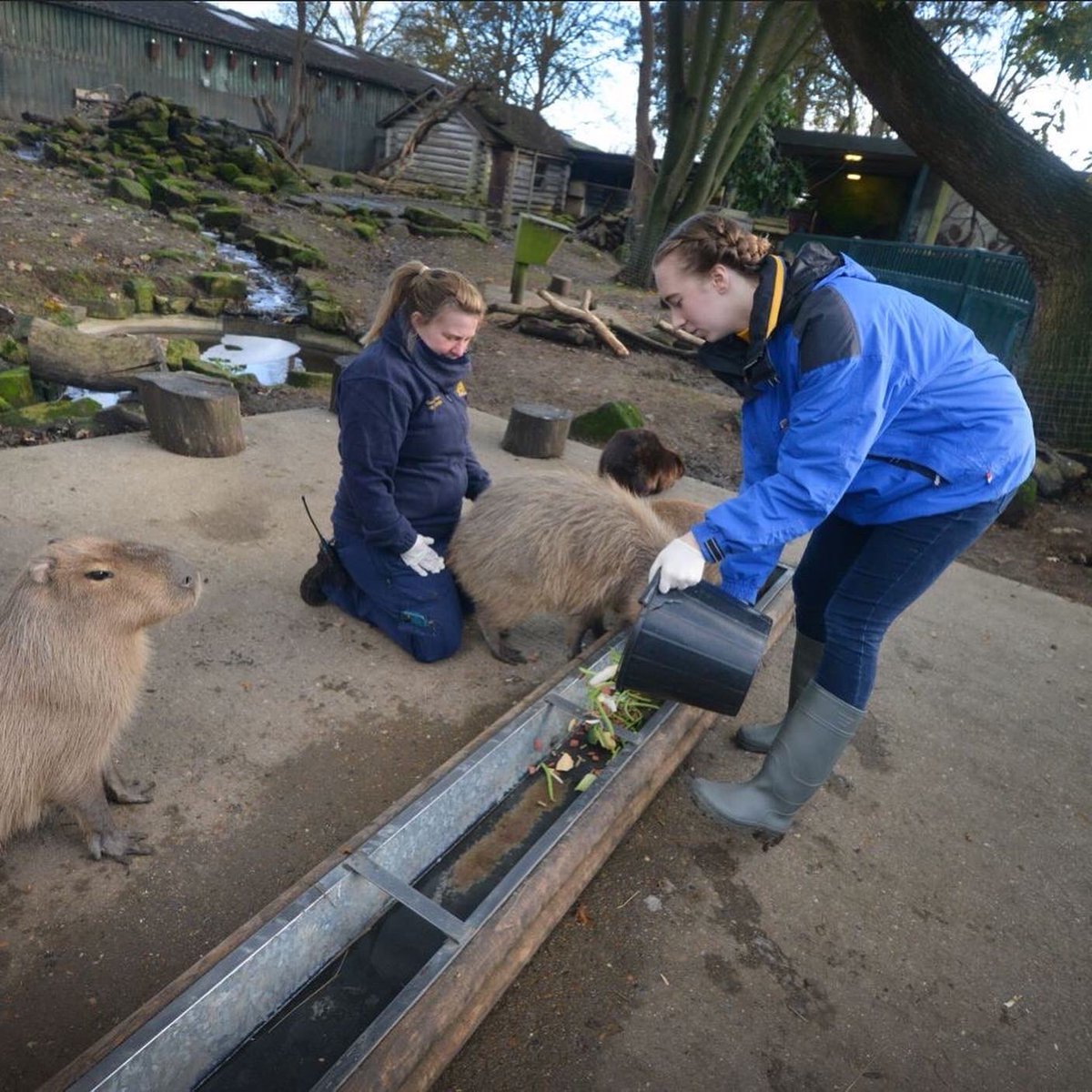 What a day! I spent the morning with the head zookeeper at Drusillas Park. Full story and more photos here: sussexexpress.co.uk/lifestyle/fami… @Eastbournenews