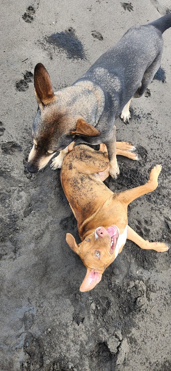 roaming_noodle's tweet photo. No worries. I dont have a blue tick from Elon, but these beach doggos are better. https://t.co/zreP9Izmva
