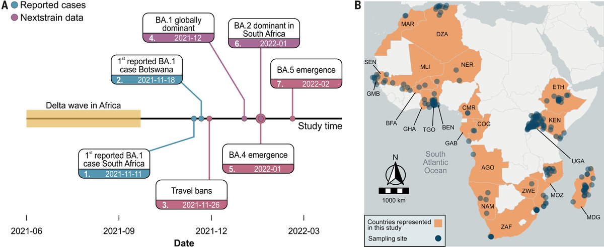 A study aiming to illuminate the origins of the #SARSCoV2 Omicron variant, using virus sequences from 22 African countries, reveals diverse Omicron ancestors existed across Africa by August 2021, predating the first reports of Omicron in November 2021. scim.ag/IF