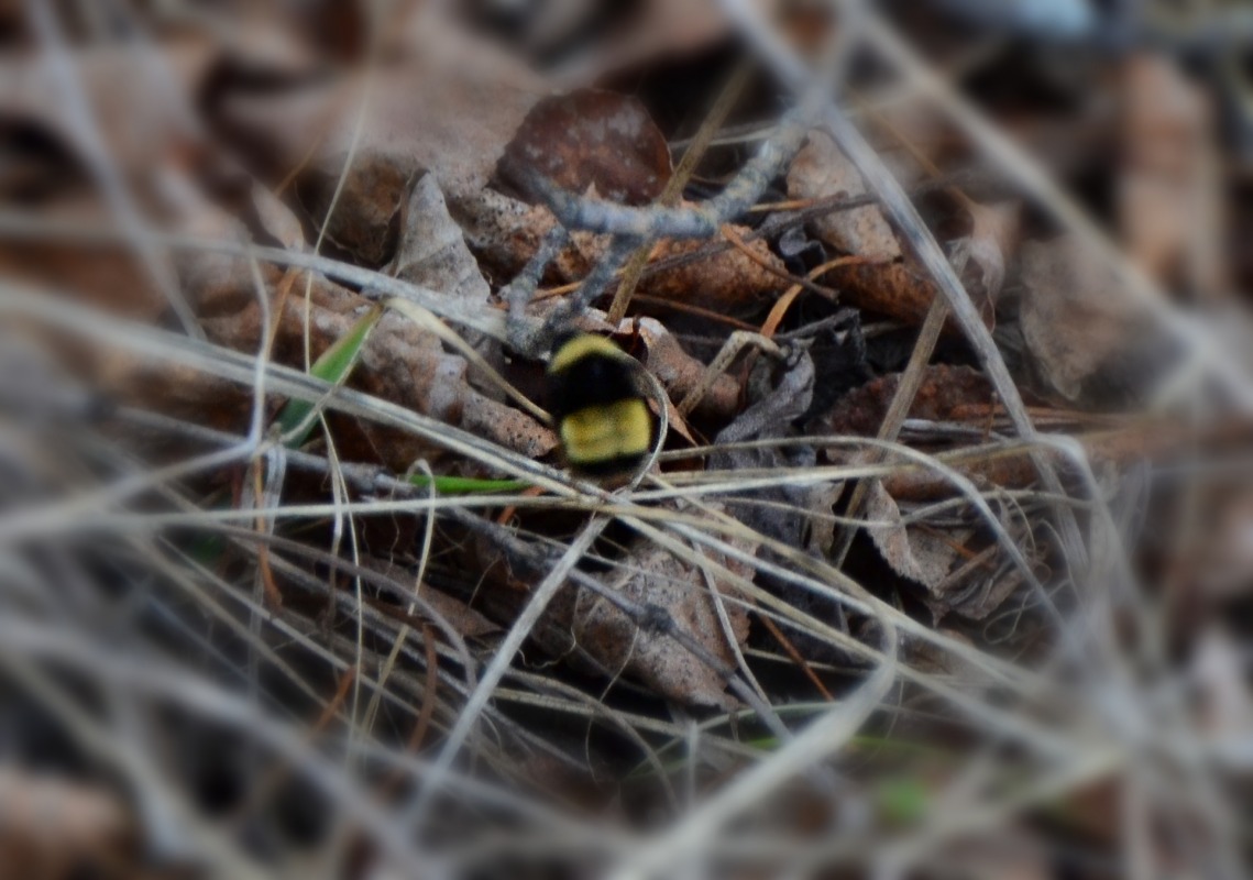 urbanehillbilly's tweet photo. #InsectThursday A really crappy set of photos- she never stood still! but it's another #bumblebee queen in early #May, buzzing around near the ground, leaf litter, base of a stump #nature #ABBees #WildBees #Alberta https://t.co/CJ2LAp5Sr9