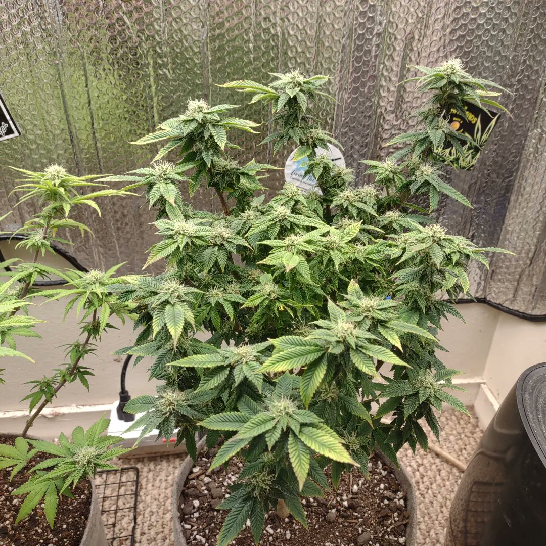 Brockly90's tweet photo. I have been sick the last few days so I wasn't able to get in the garden like I needed to but here are the beautiful girls https://t.co/G6D2n9wOyP